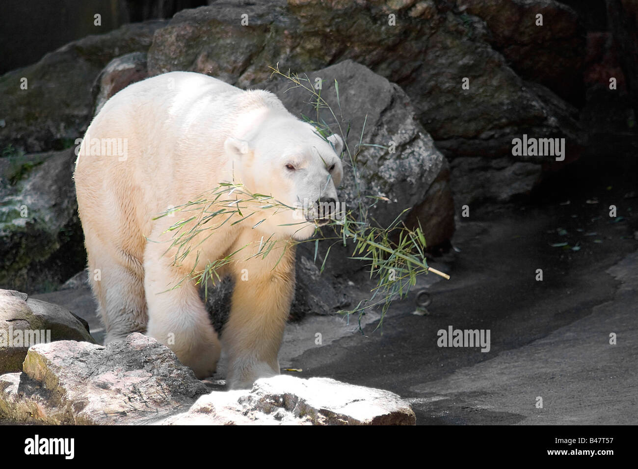 A polar bear carrying a branch in his mouth Stock Photo