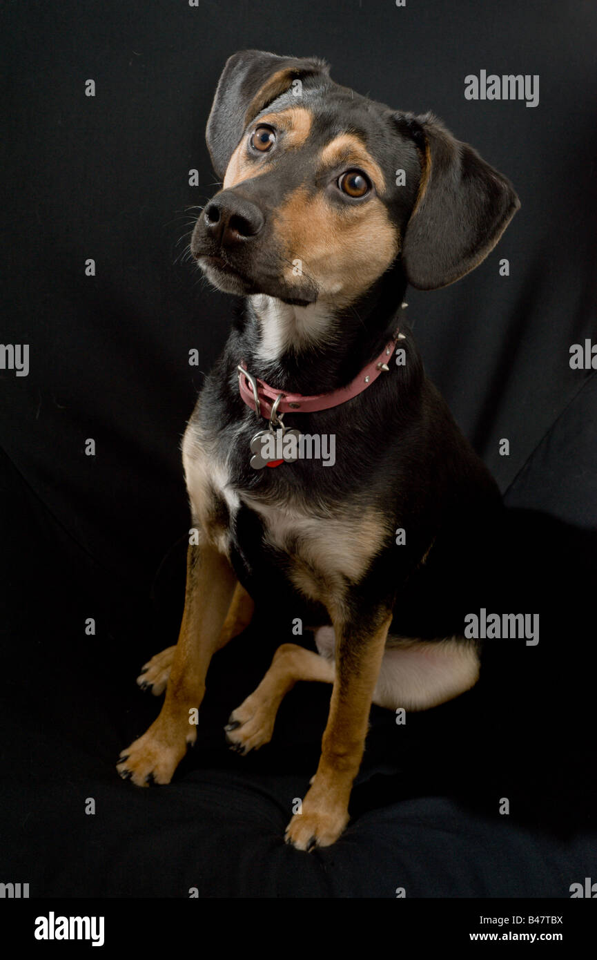Tan and black dog sitting on a black chair Stock Photo - Alamy