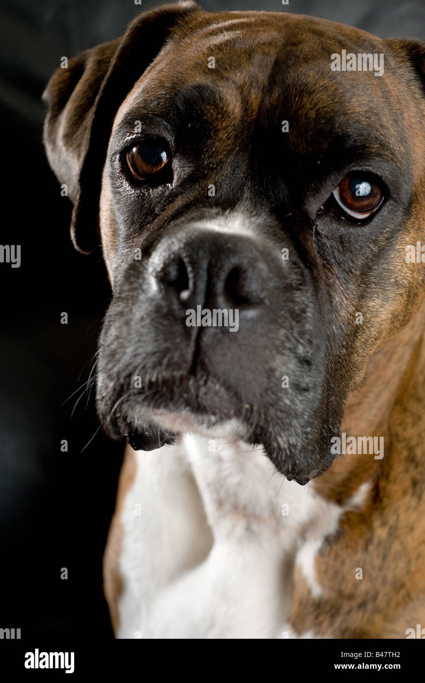 Close up shot of a cute brown and white boxer dog Stock Photo