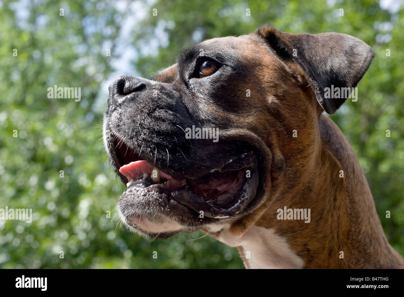 Outdoor portrait of a brown and white boxer dog Stock Photo