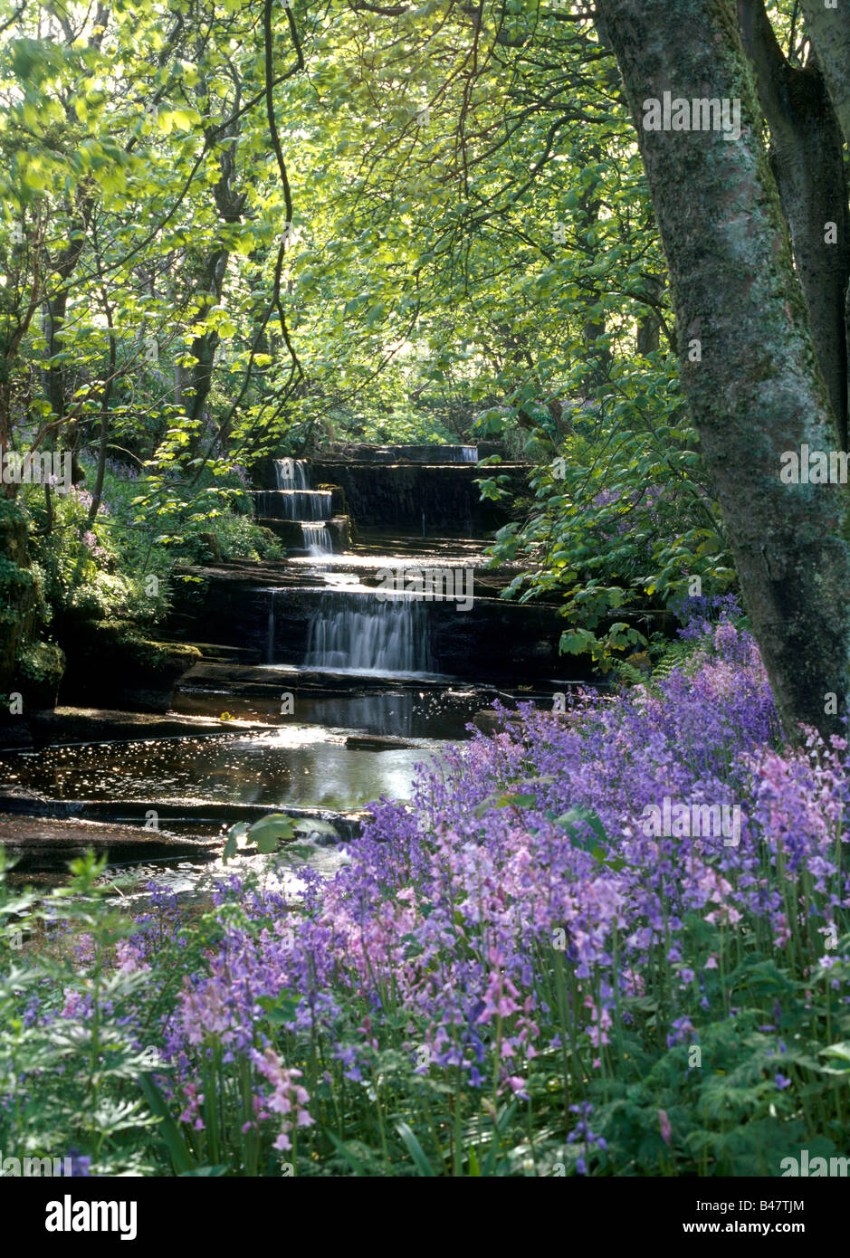 dh Woodwick House EVIE ORKNEY Waterfalls river bluebells woods blue bells flowers scotland wildflower uk Stock Photo