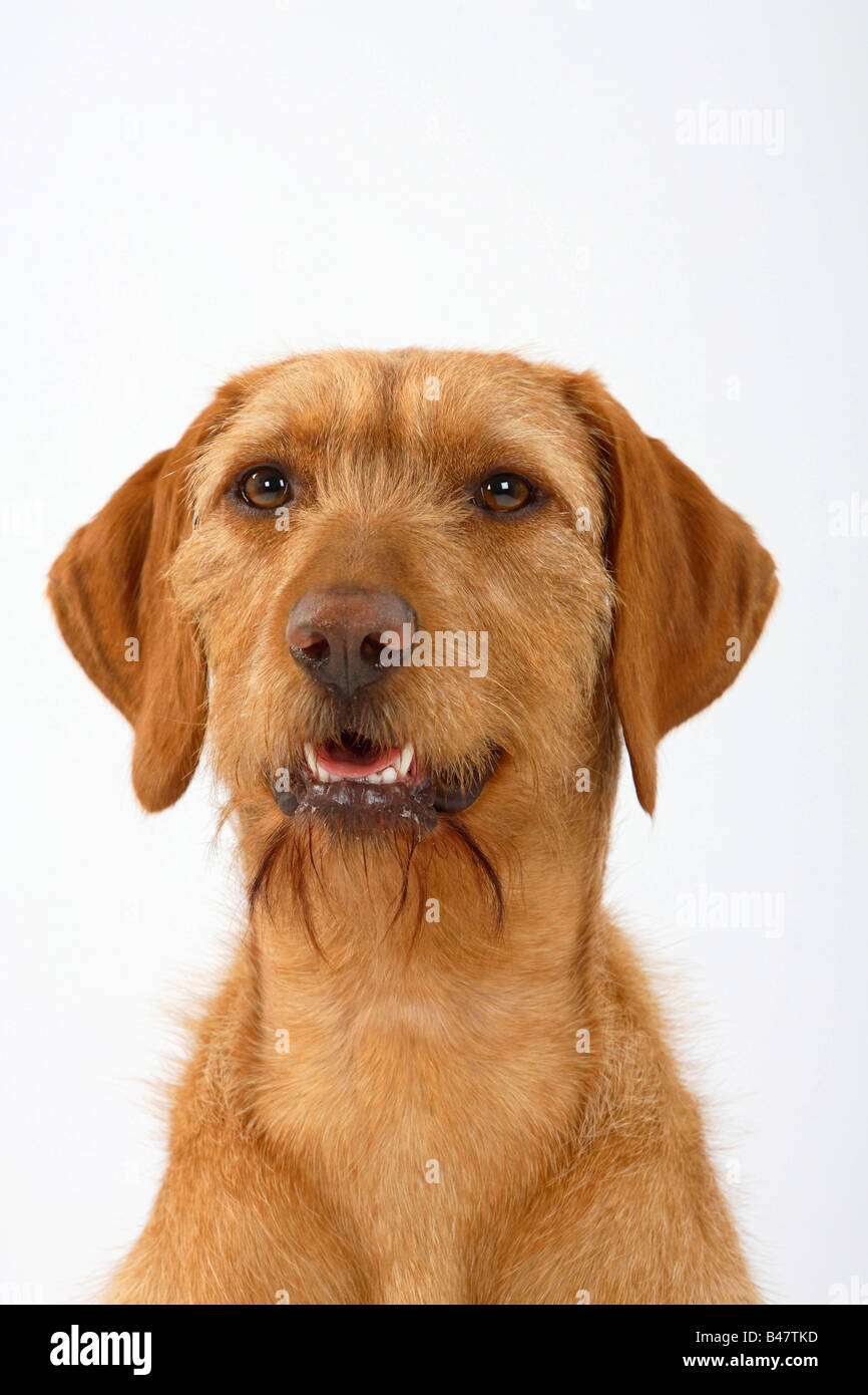 Hungarian Wire Haired Pointing Dog Magyar Vizsla Stock Photo