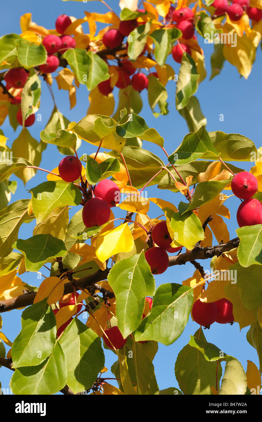 Wild apples 0803 Stock Photo Alamy