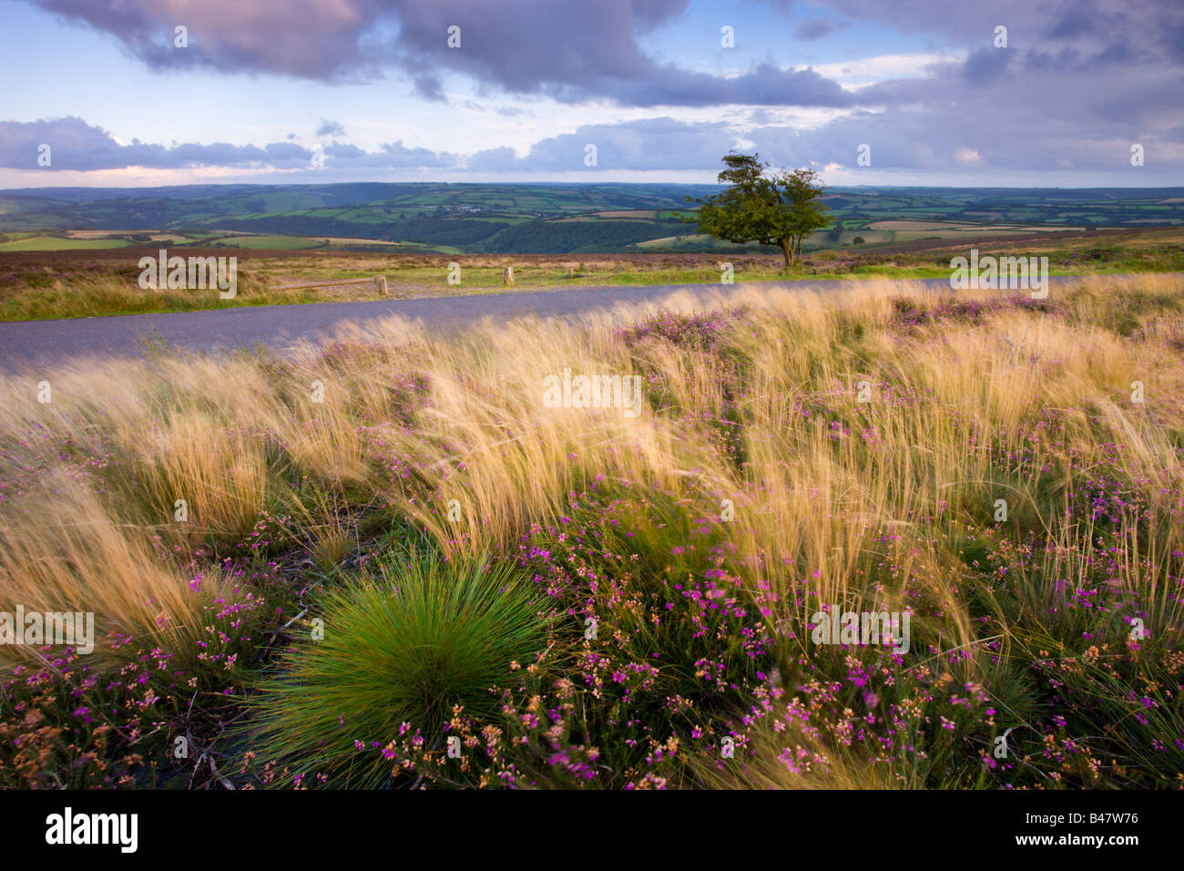 Summer heather and grasses on Dunkery Hill Exmoor National Park Somerset England Stock Photo