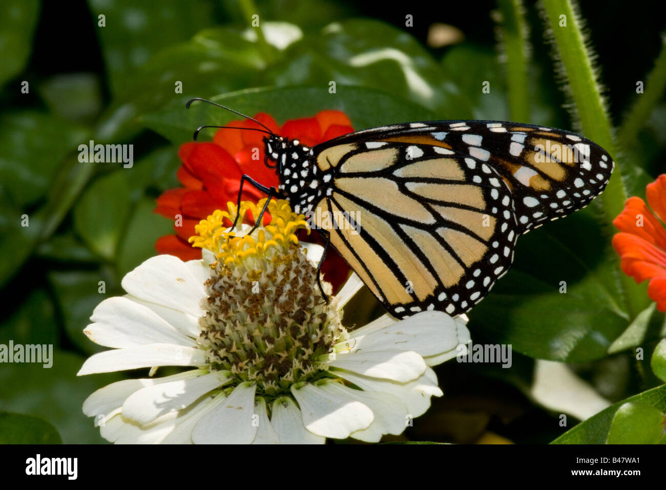 Monarch butterfly Danaus plexippus on zinnia blossom Stock Photo - Alamy