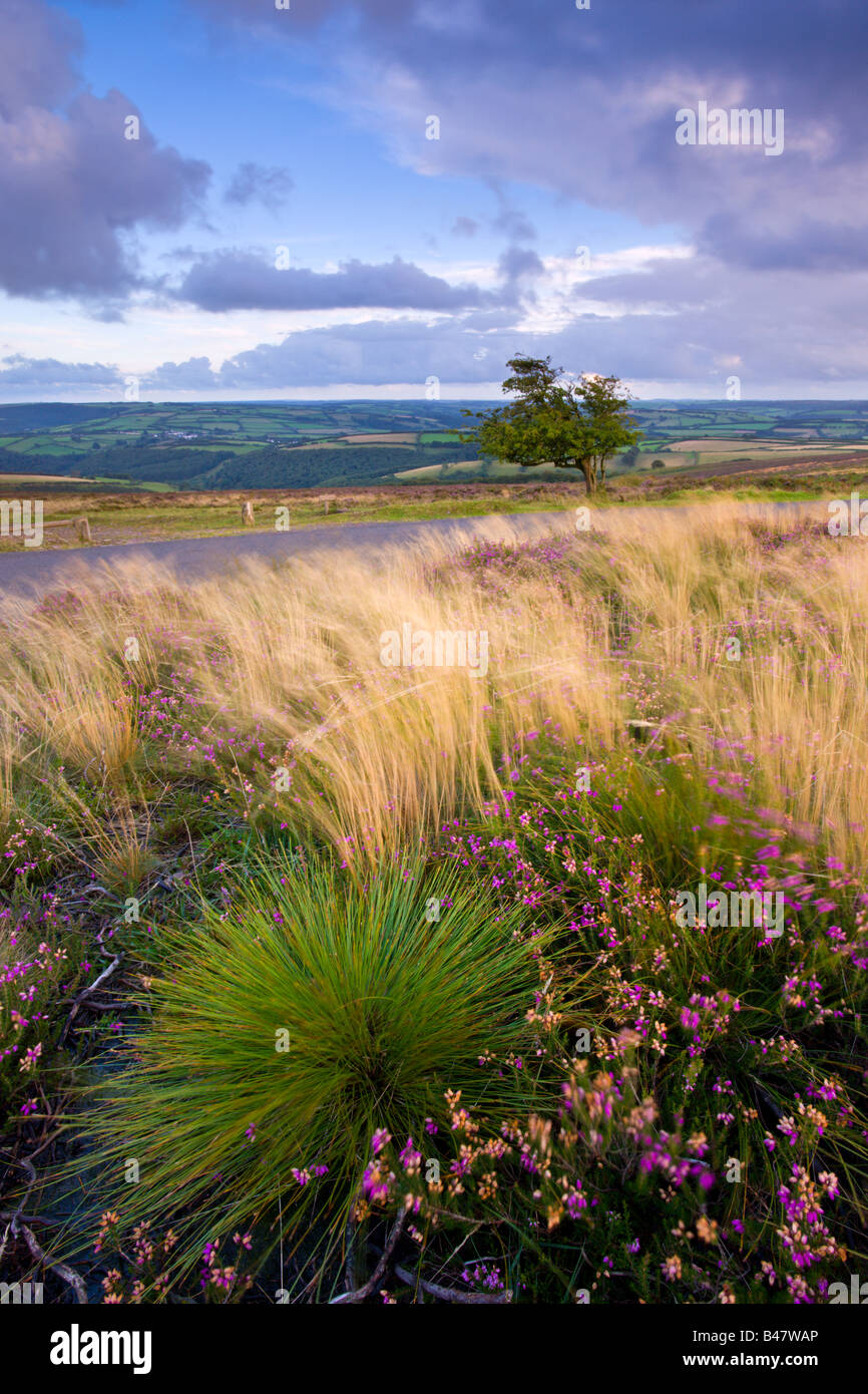 Summer heather and grasses on Dunkery Hill Exmoor National Park Somerset England Stock Photo