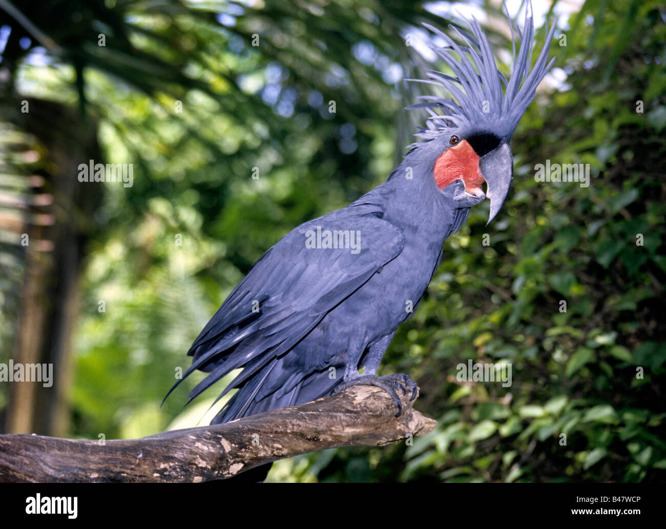 Palm Cockatoo (Probosciger aterrimus) shown with the crest of feathers on its head raised, northern Australia and New Guinea. Stock Photo