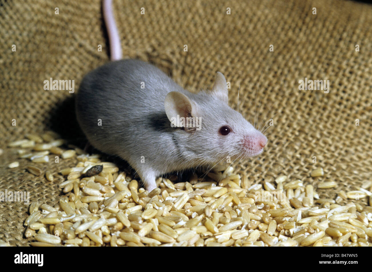 White mouse (Mus musculus), house mouse, worldwide often used for science experiments Stock Photo