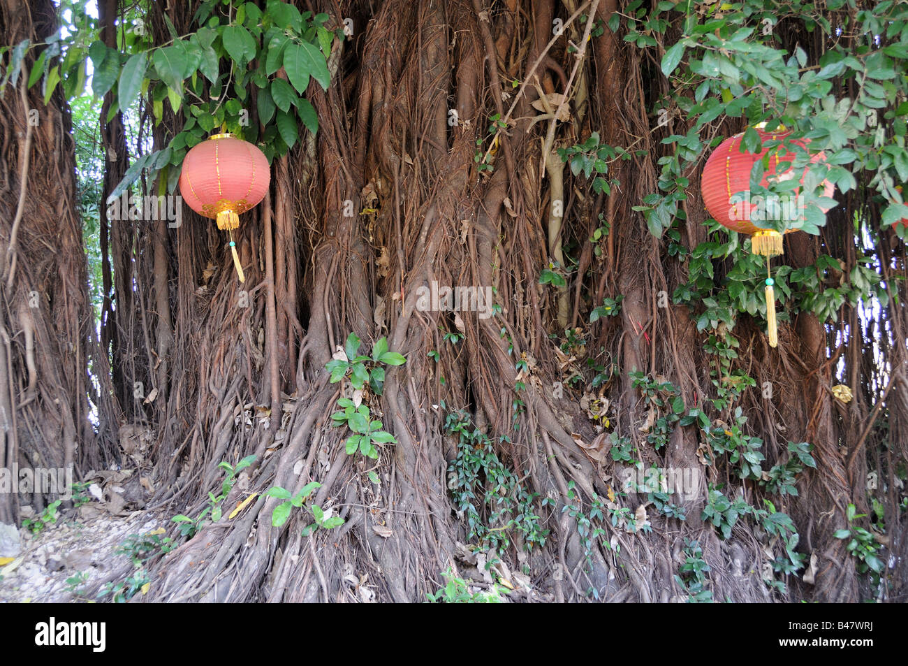 Red lanterns on on old tree Marble Mountain Vietnam Stock Photo