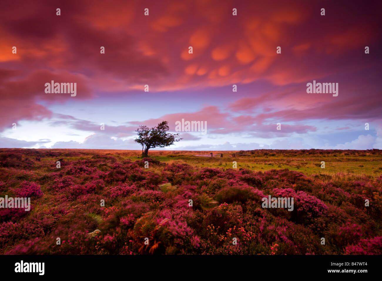 Stormy sunset over the heather carpeted Dunkery Hill Exmoor National Park Somerset England Stock Photo