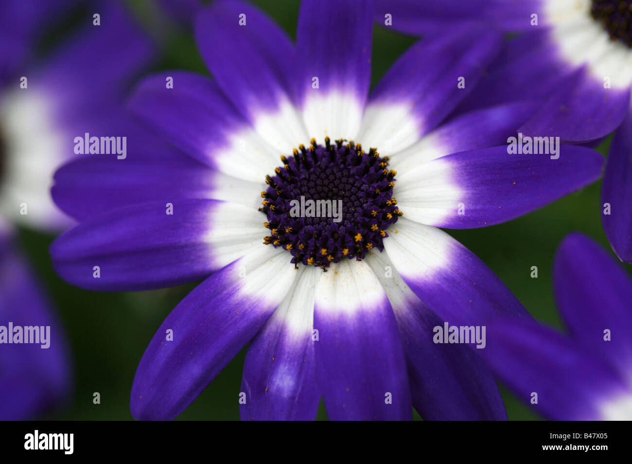 A beautiful purple and white flower Stock Photo Alamy