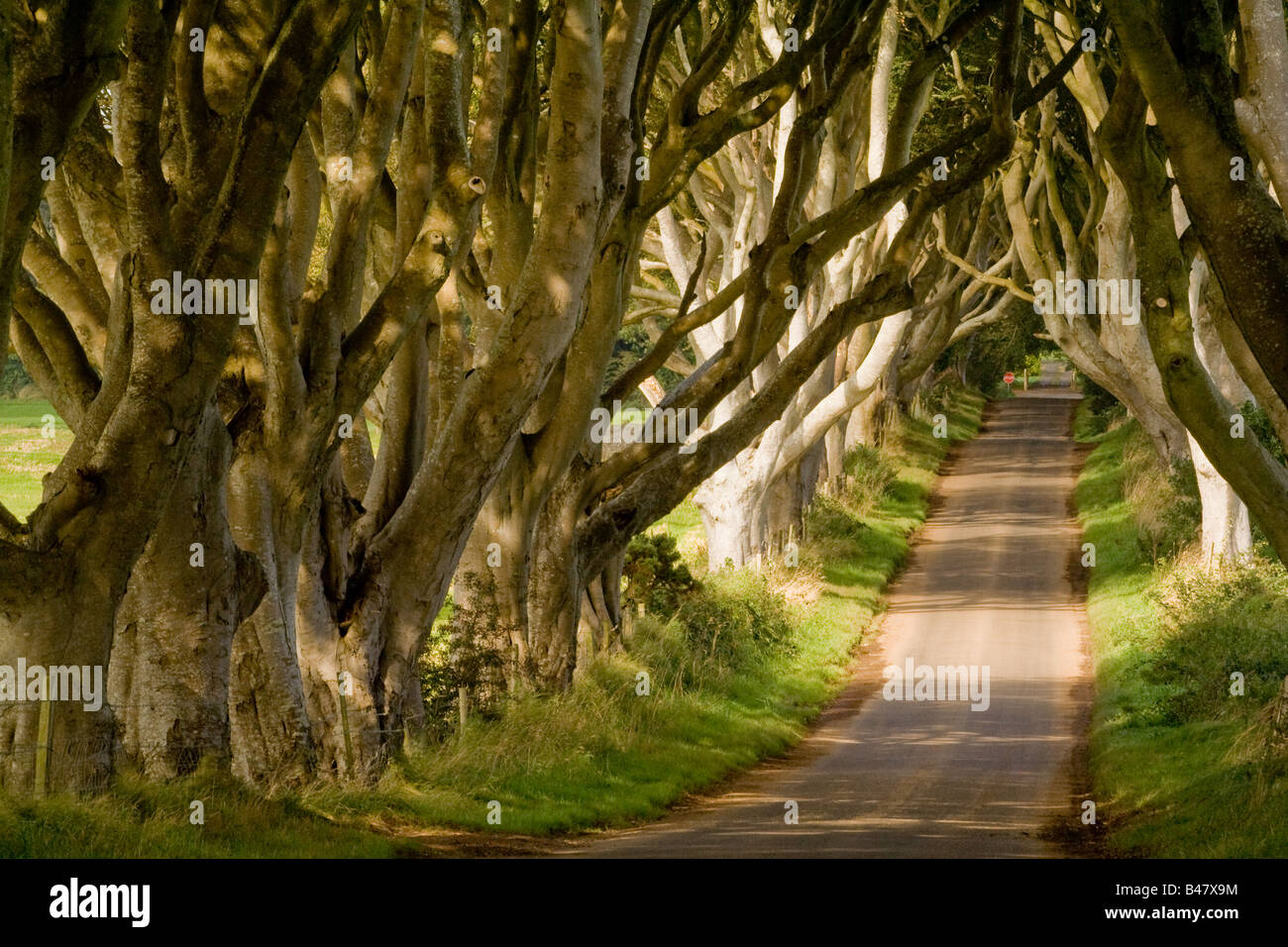Ballymoney trees hires stock photography and images Alamy