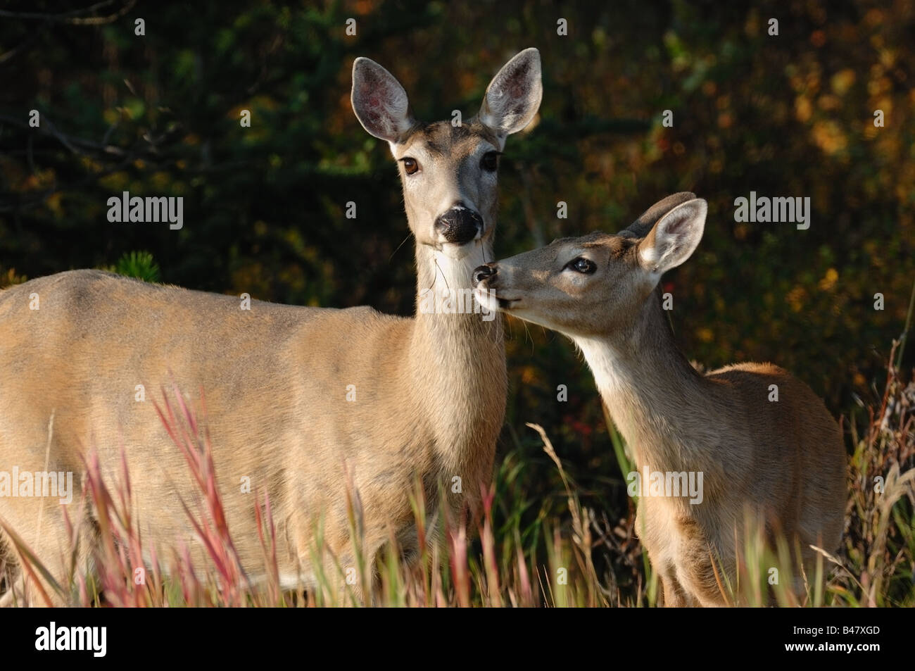 Whitetail deer 0802 Stock Photo