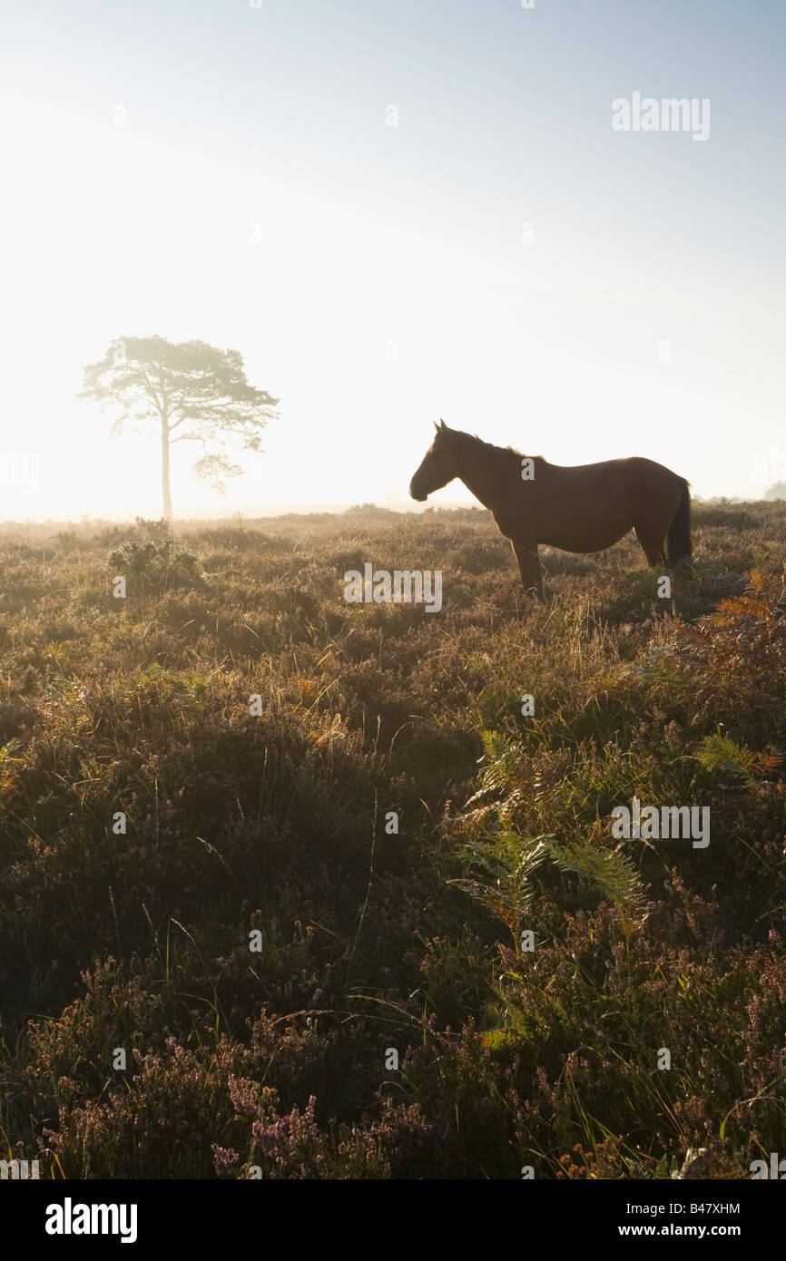 New Forest Pony on Wilverley Plain at Sunrise New Forest National Park Hampshire England Stock Photo