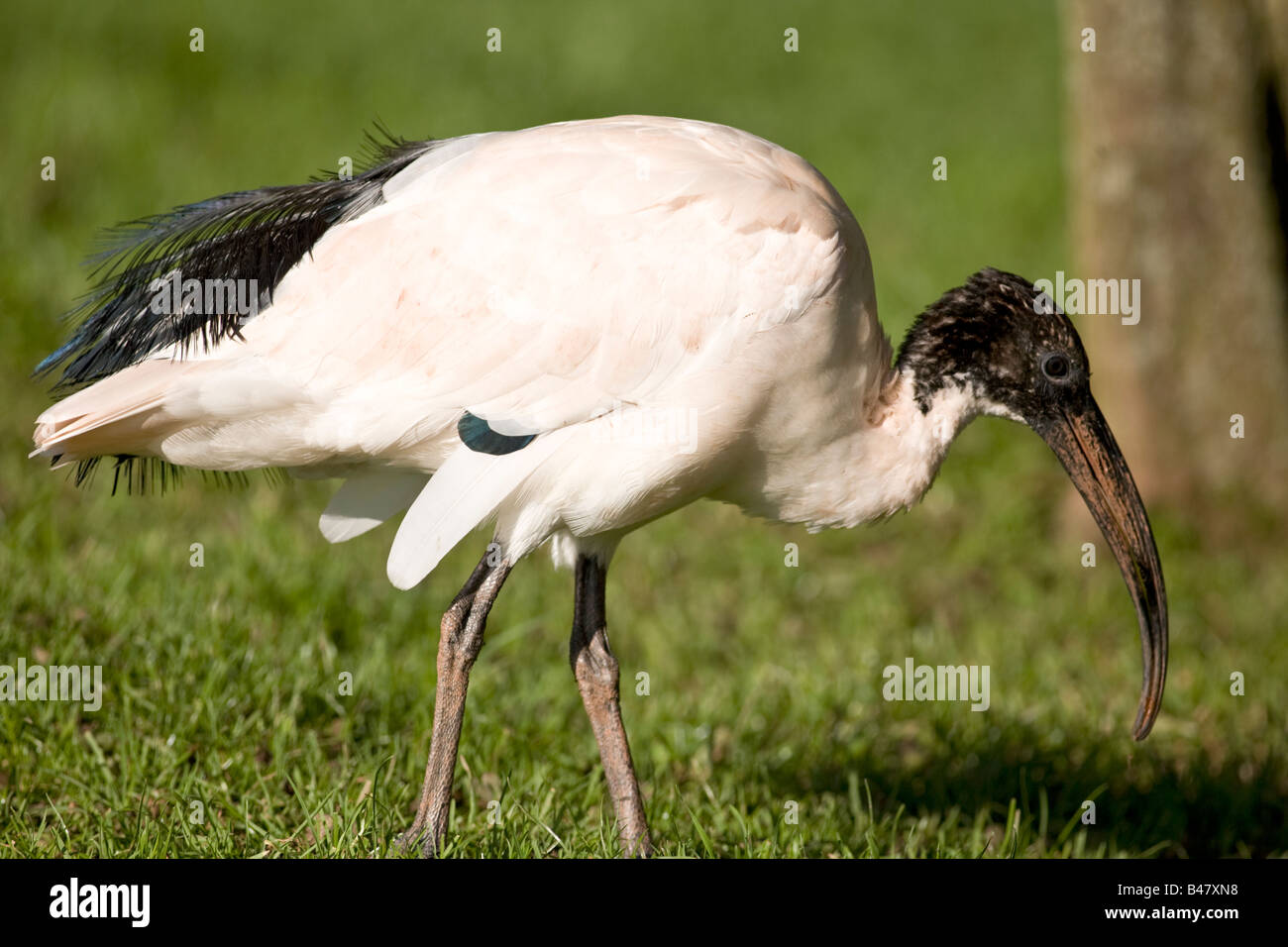 Australian White Ibis Threskiornis molucca Stock Photo Alamy
