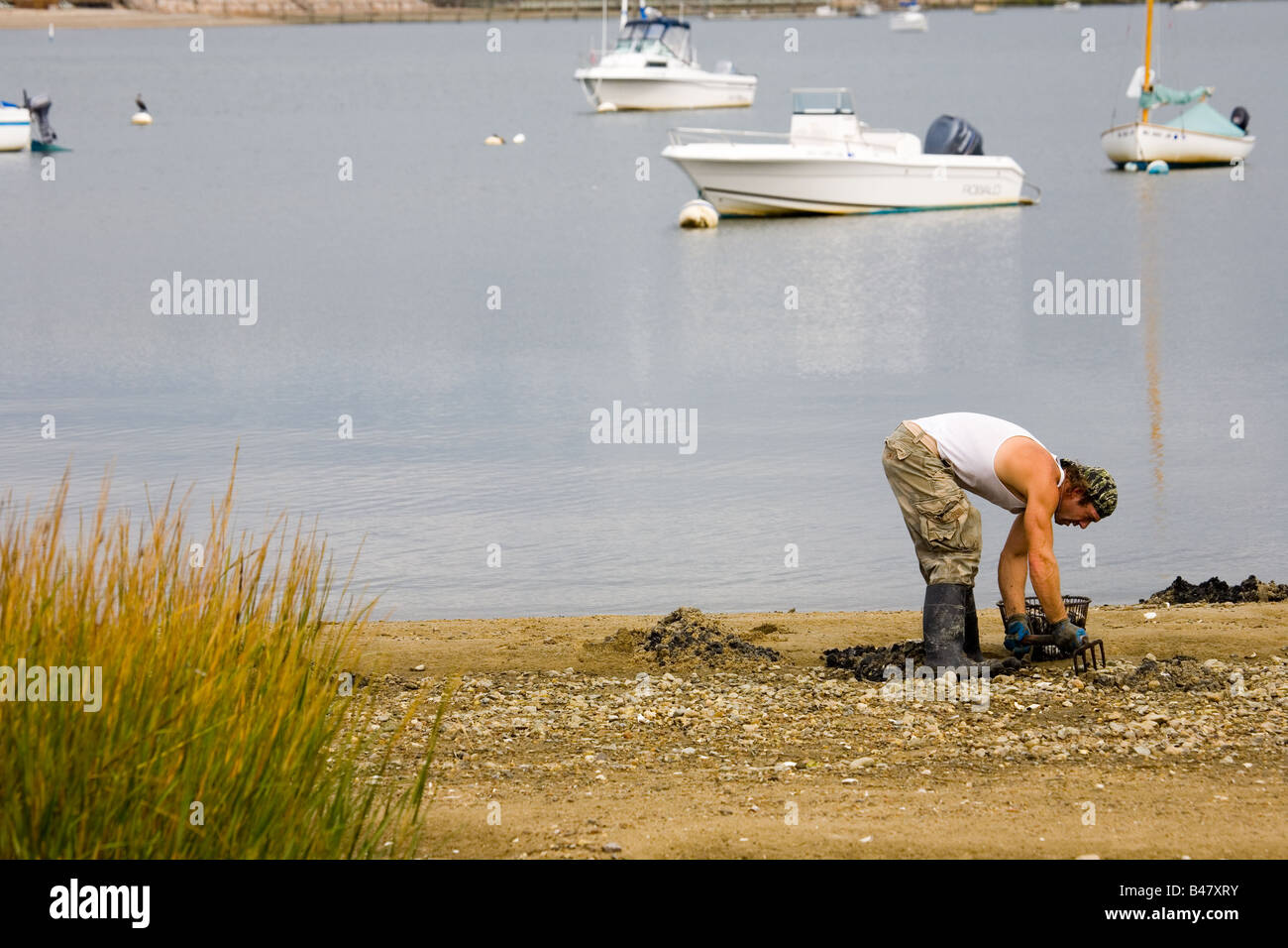 Digging for Clams at Chatham, Cape Cod, USA Stock Photo Alamy