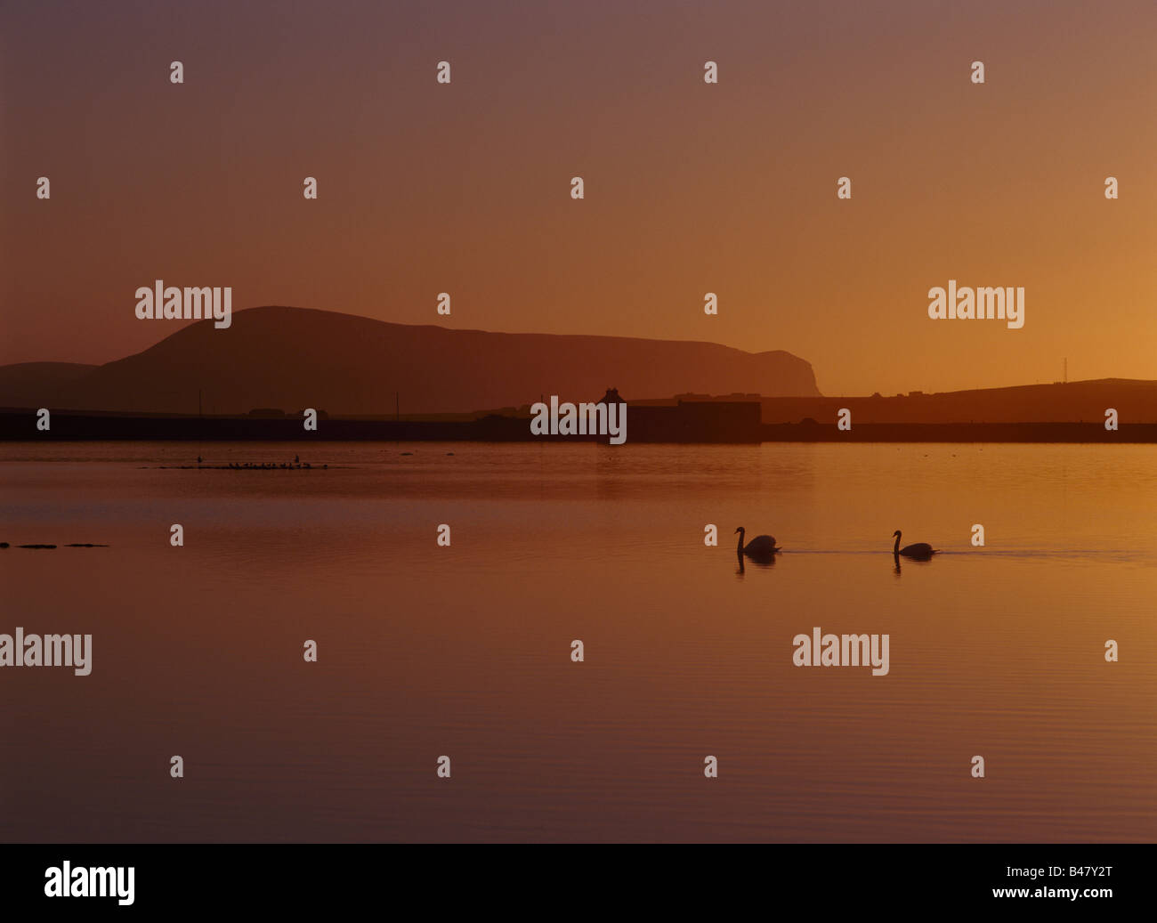 dh Loch of Harray STENNESS ORKNEY Sunset swan pair Hoy Hills Stock Photo