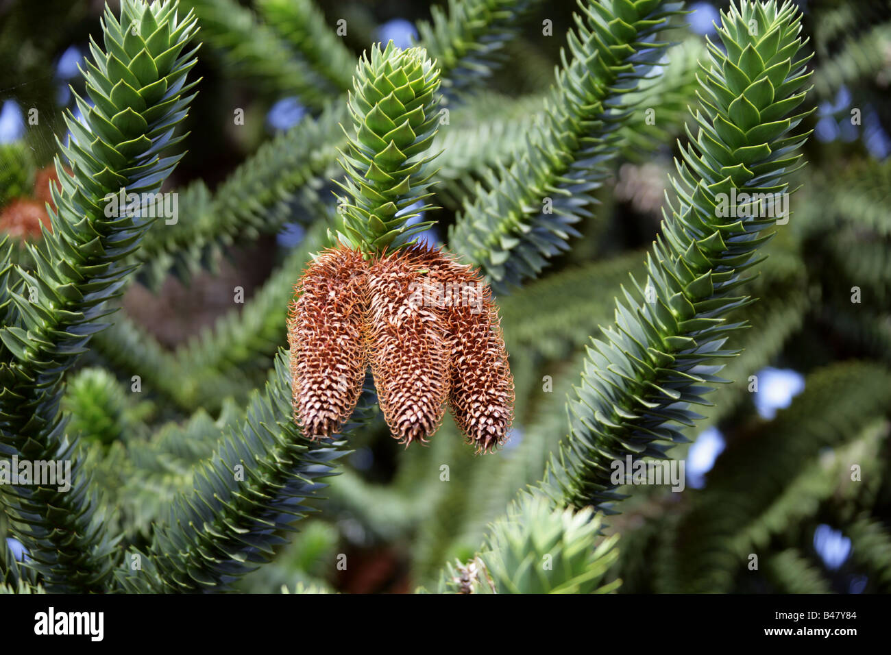 Monkey Puzzle Tree, Araucaria araucana, Araucariaceae, Southern Chile, South America Stock Photo