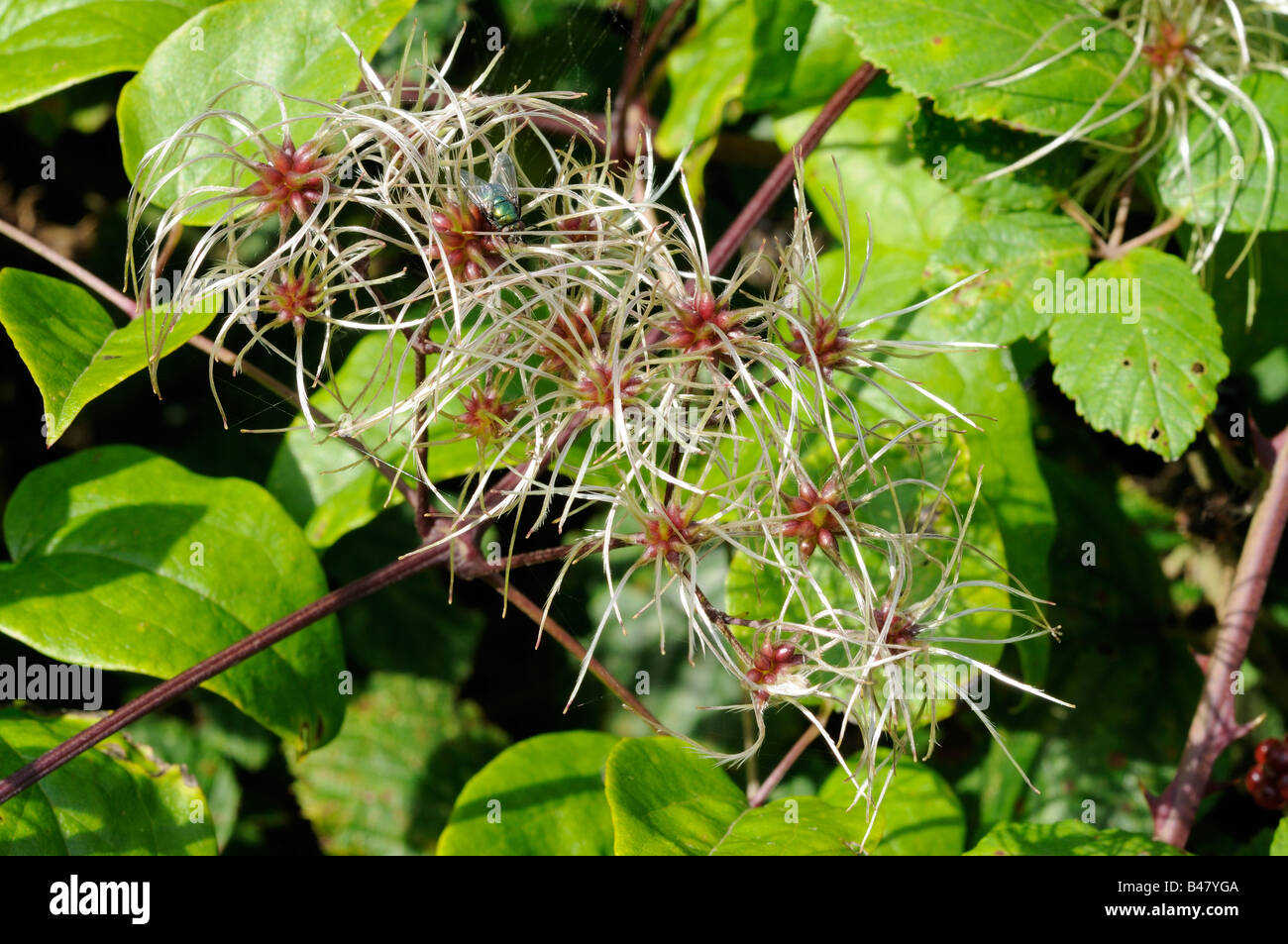 Clematis vitalba old mans beard travellers joy growing in hedgerow showing seed head plumes Norfolk UK September Stock Photo