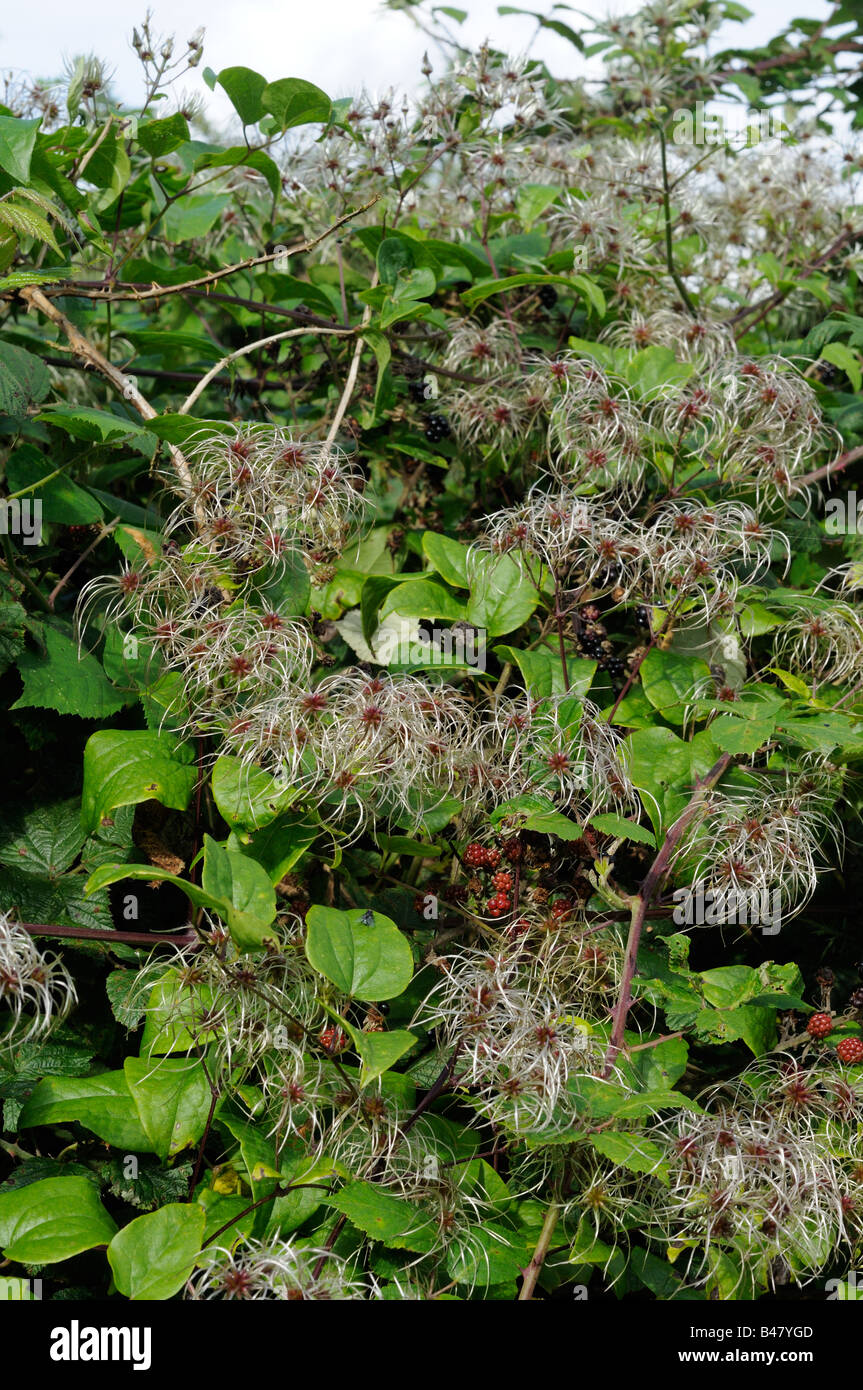 Clematis vitalba old mans beard traveler's joy growing in hedgerow showing seed head plumes Norfolk UK September Stock Photo