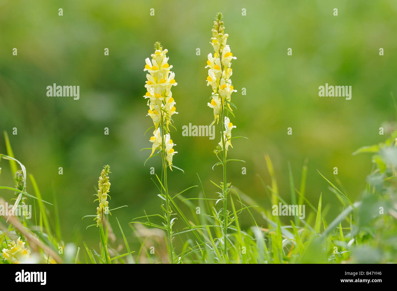 Common toadflax linaria vulgaris flowering spikes on roaside verge Norfolk UK September Stock Photo