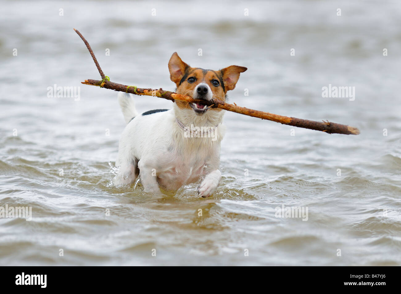 Dog terrier running in the sea with large stick UK Stock Photo