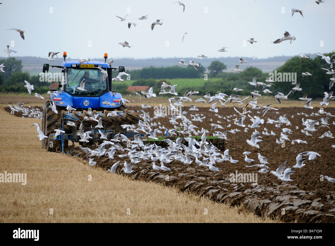 Tractor Ploughing in cereal stubble with Black Headed Gulls following plough Norfolk UK September Stock Photo