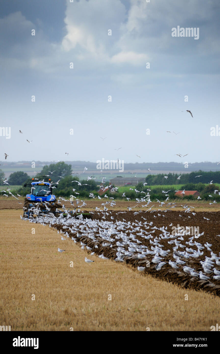 Tractor  and Plough cereal stubble with Black Headed Gulls following plough Norfolk UK September Stock Photo