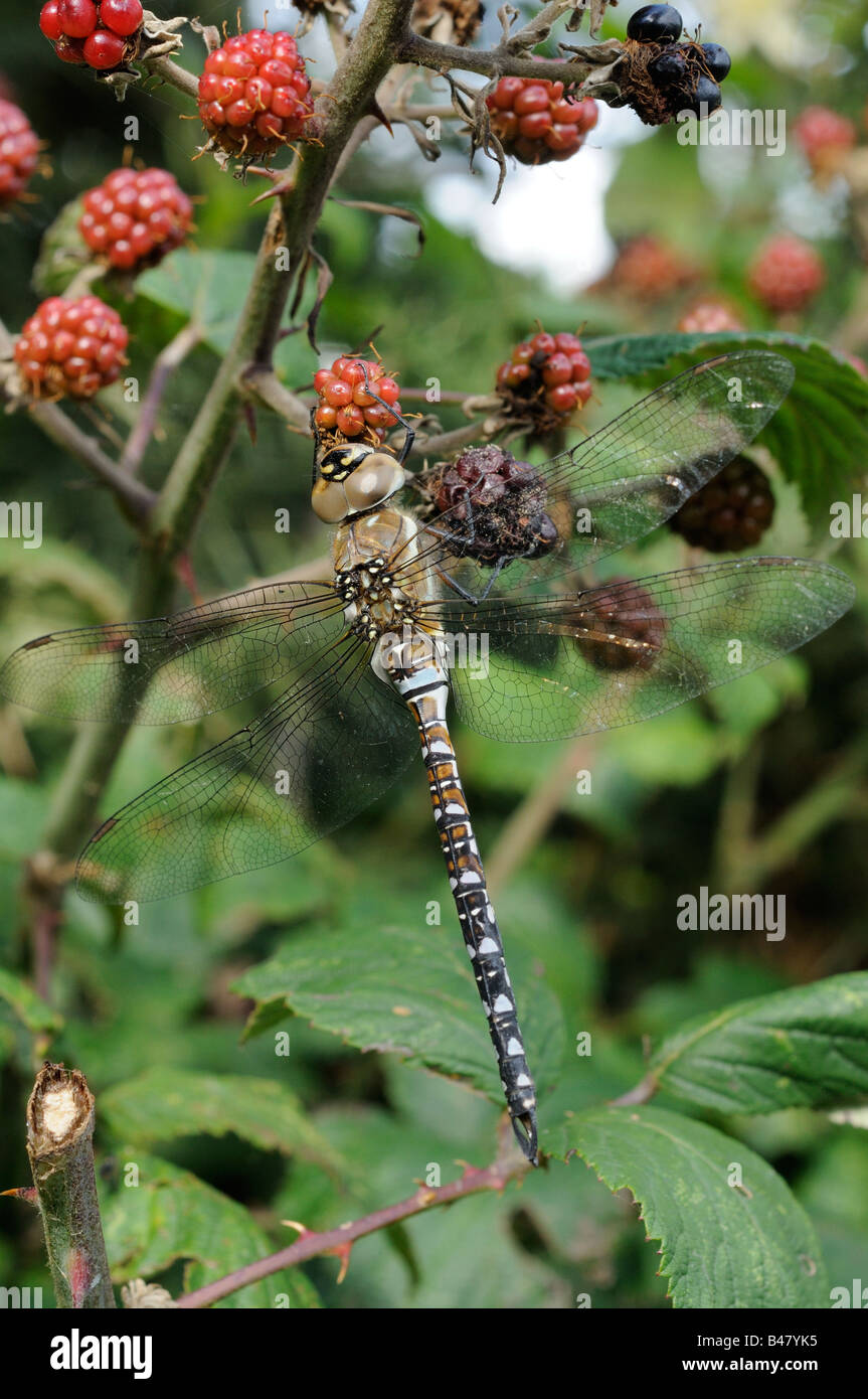 Migrant Hawker dragonfly aeshna mixta mature male resting on blackberries in autumn hedgerow Norfolk UK September Stock Photo