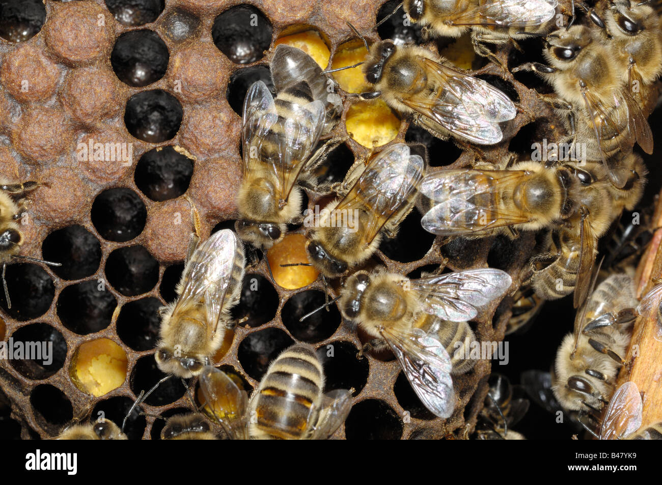 Western or European Honey bee brood chamber Norfok UK September Stock