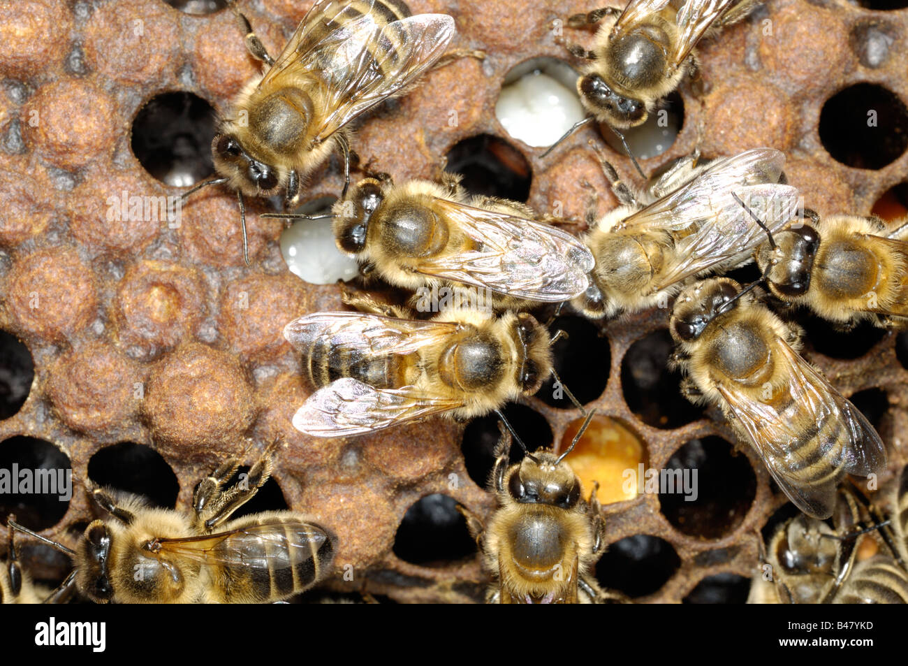 Western or European Honey bee brood chamber Norfok UK September Stock Photo