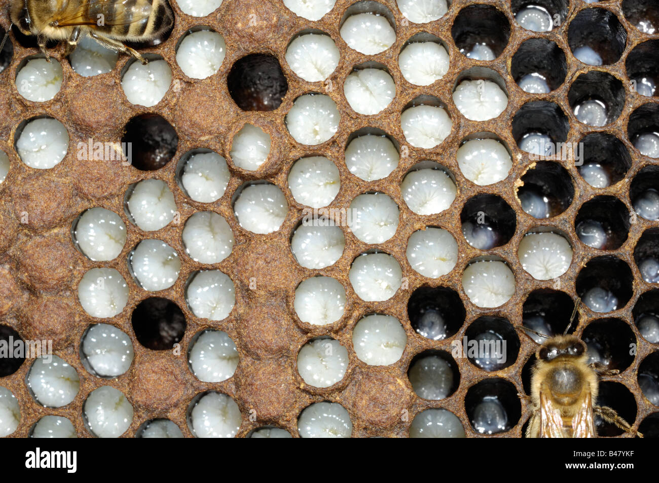 Western or European Honey bee brood chamber showing larvae Norfok UK
