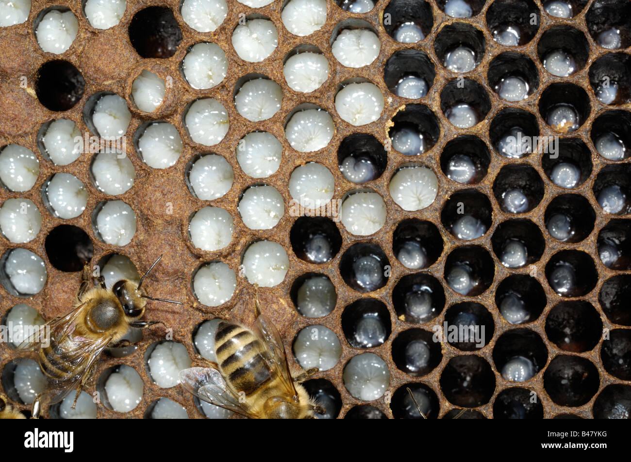 Western or European Honey bee brood chamber showing larvae Norfok UK September Stock Photo