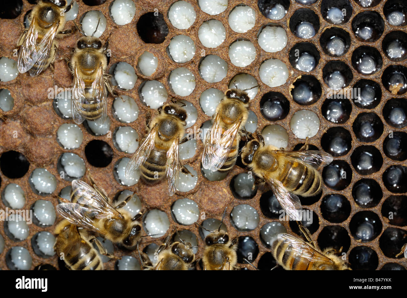 Western or European Honey bee brood chamber showing larvae Norfok UK September Stock Photo