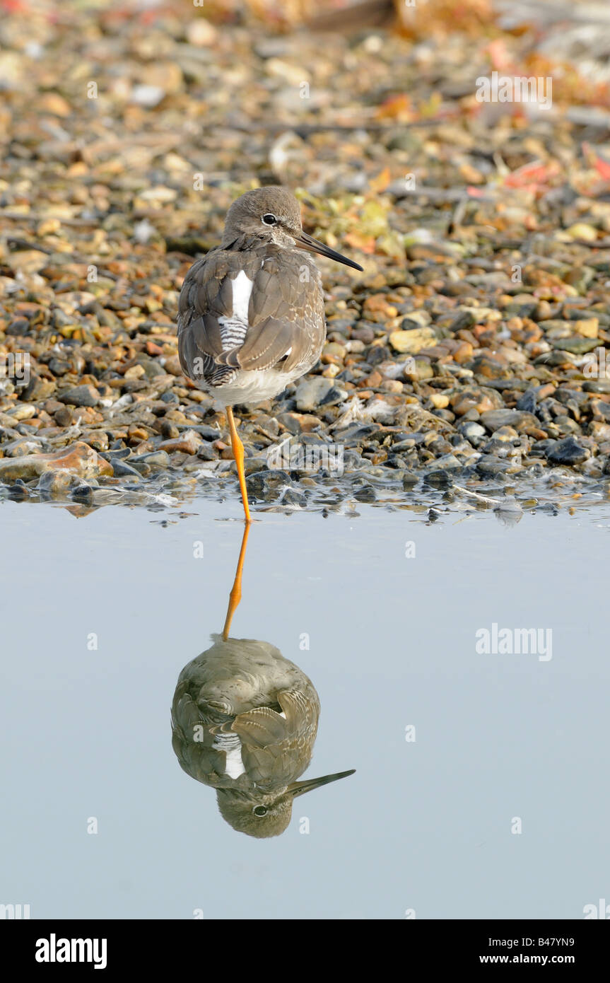 Redshank tringa totanus perched with reflection in water Stock Photo