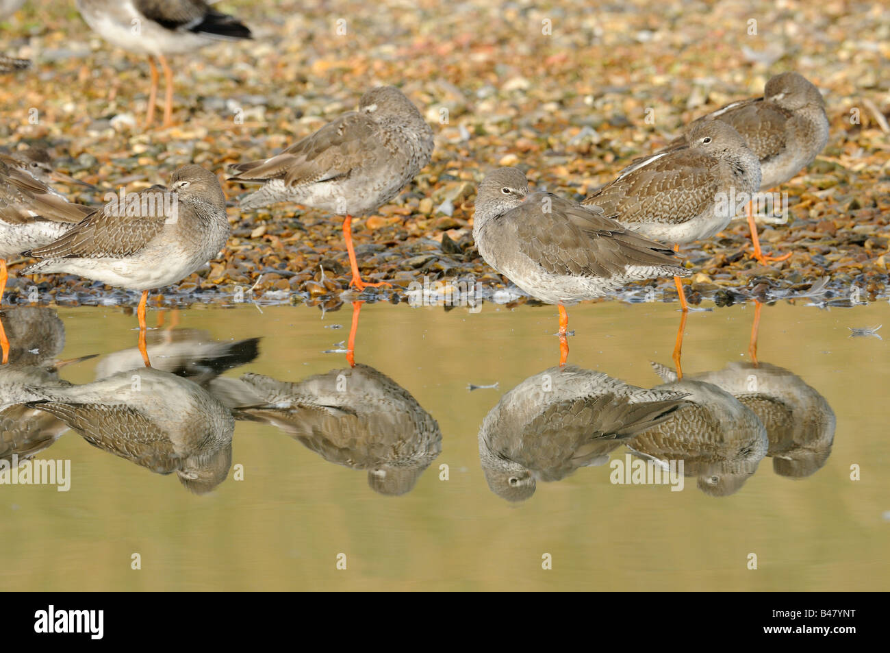 Redshanks tringa totanus roosting with reflections in water the Wash Norfolk UK Stock Photo