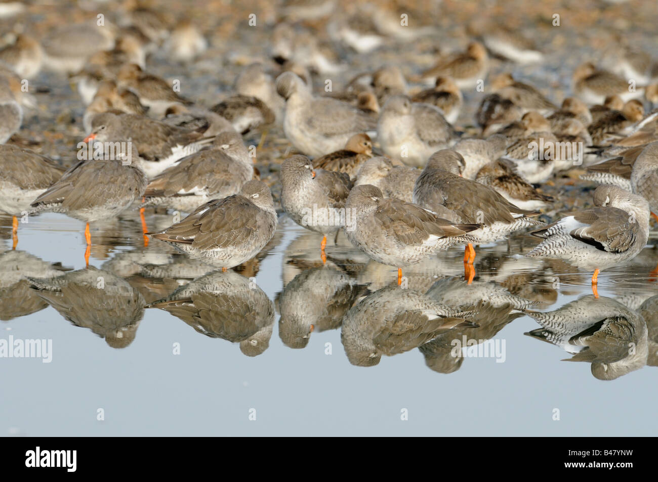 Redshanks tringa totanus roosting with reflections in water the Wash Norfolk UK Stock Photo