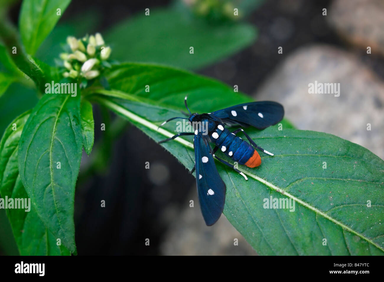 An Oleander Wasp Moth also known as a Polka dot Moth in the butterfly house at Brookside Gardens Stock Photo