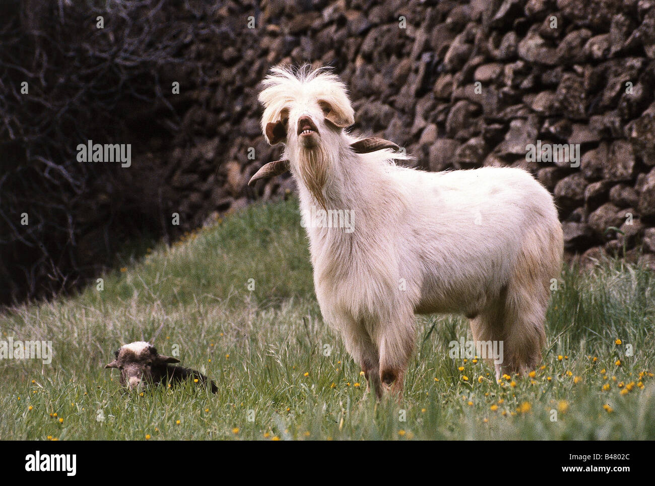 White long haired goat hi-res stock photography and images - Alamy