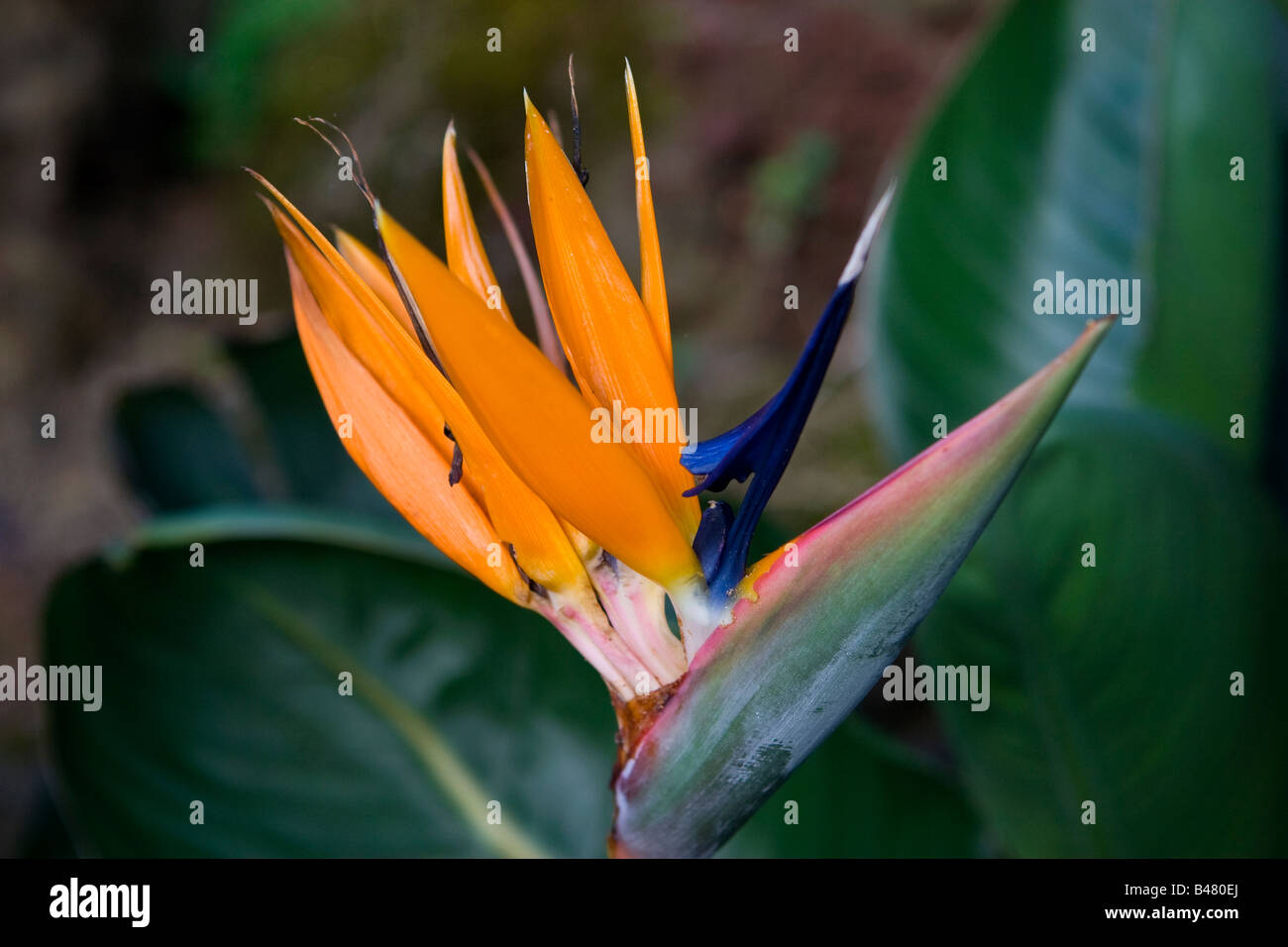 Azores. National flower of Azores Stock Photo Alamy
