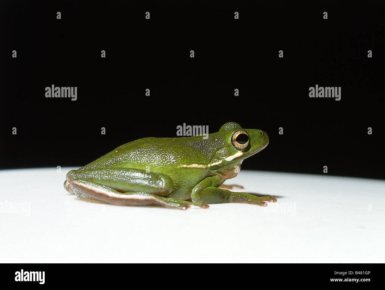 zoology / animals, amphibian, frogs, tree frogs, American green tree