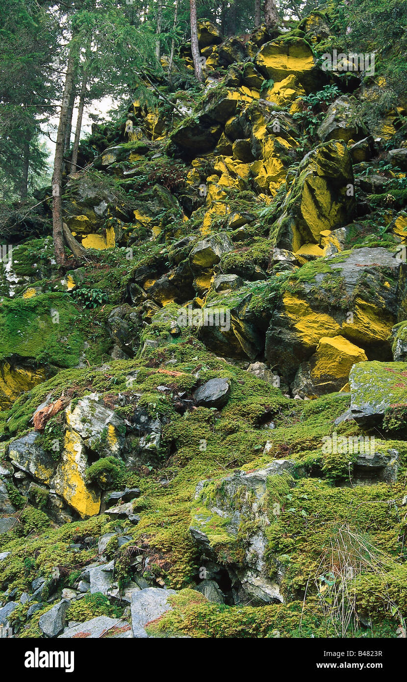 botany, Lichen, Acarospora oxytona, lichen on rockstones, lichens, Pleopsidium flavum, Stock Photo