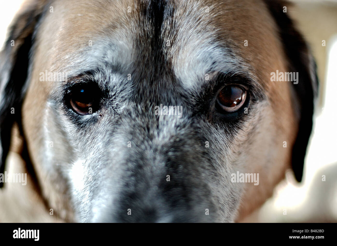 Close-up of an old dog with intense eyes Stock Photo