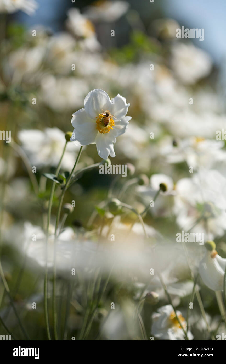 'anemone hupehensis' or Japanese anemone Stock Photo