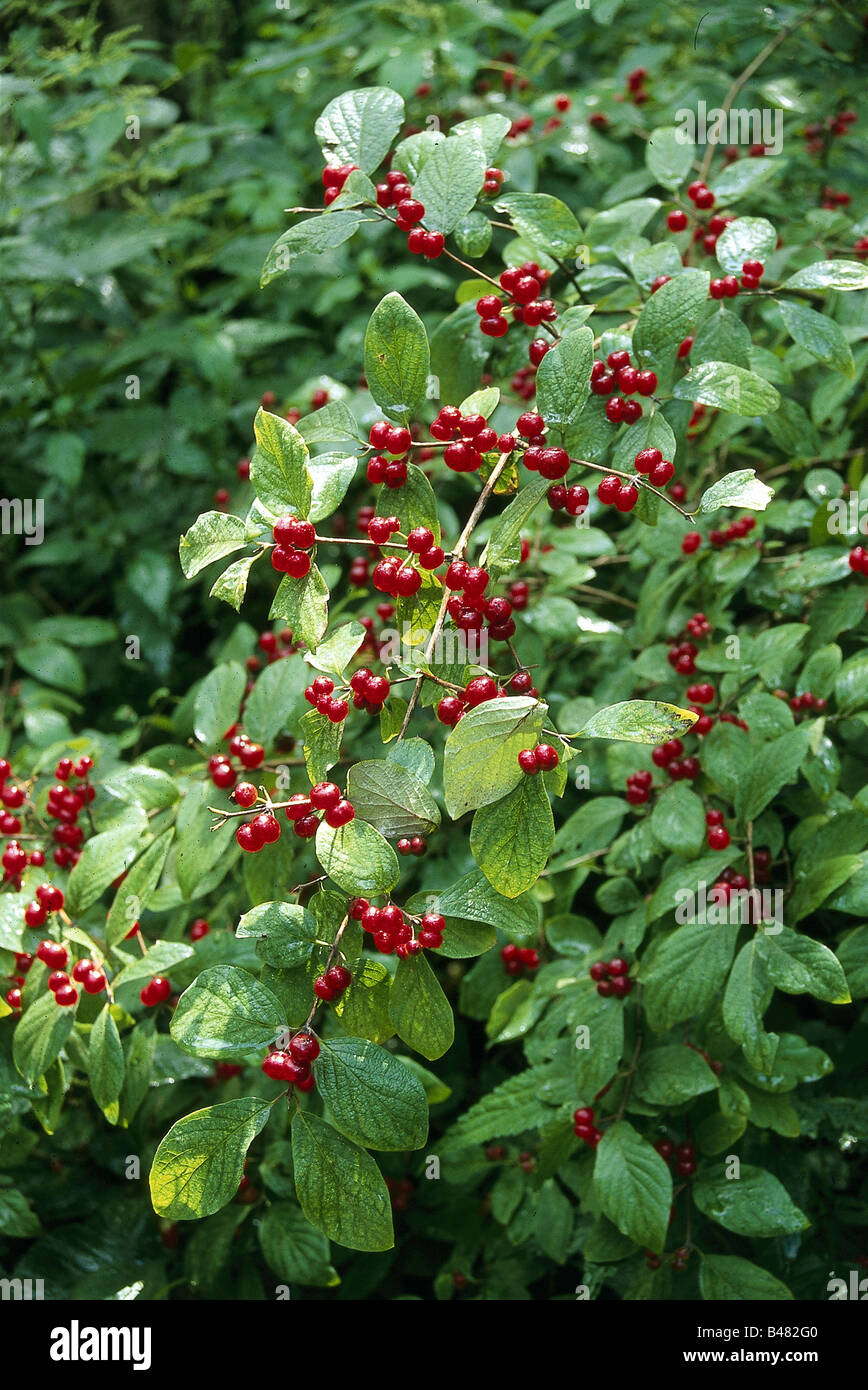 botany, Honeysuckle, (Lonicera), Alpine Honeysuckle, (Lonicera alpigena
