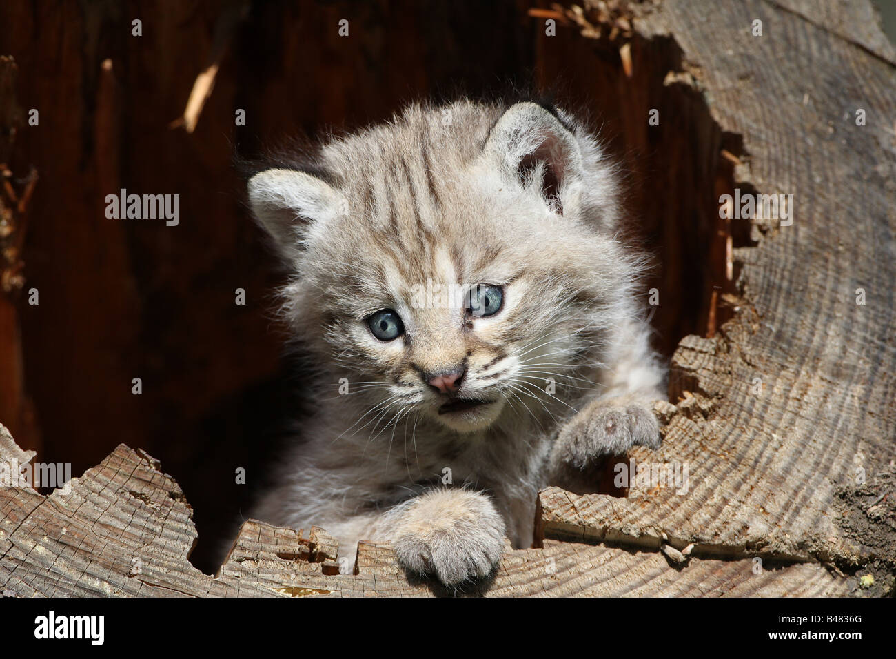 bobcat kitten Stock Photo Alamy