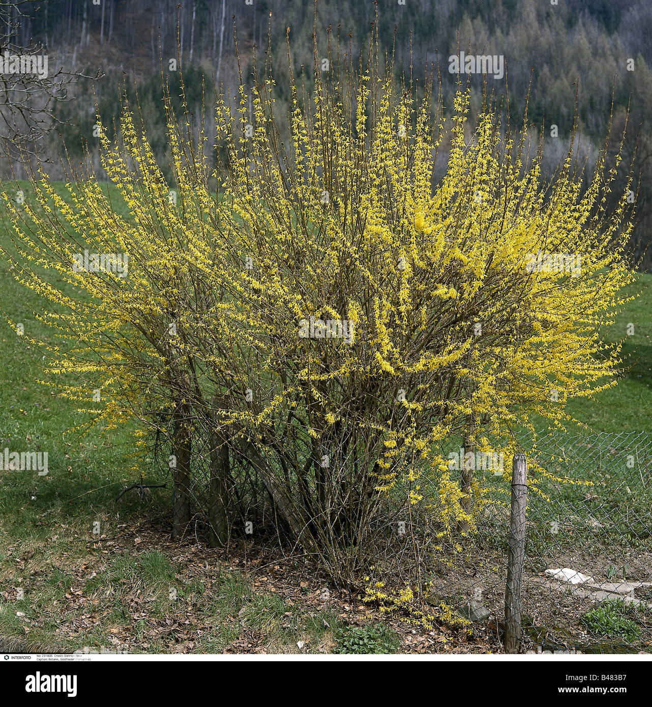 botany, Forsythia, "Forsythia suspensa", flowering shrub, Oleaceae, yellow, blooming, flower, flowers, bush, Stock Photo