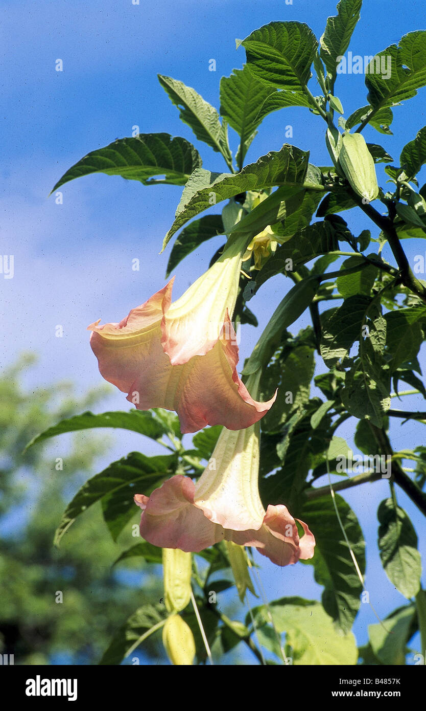 botany, Angel's Trumpet, (Brugmansia), Brugmansia suaveolens, blossom, Solanaceae, Stock Photo