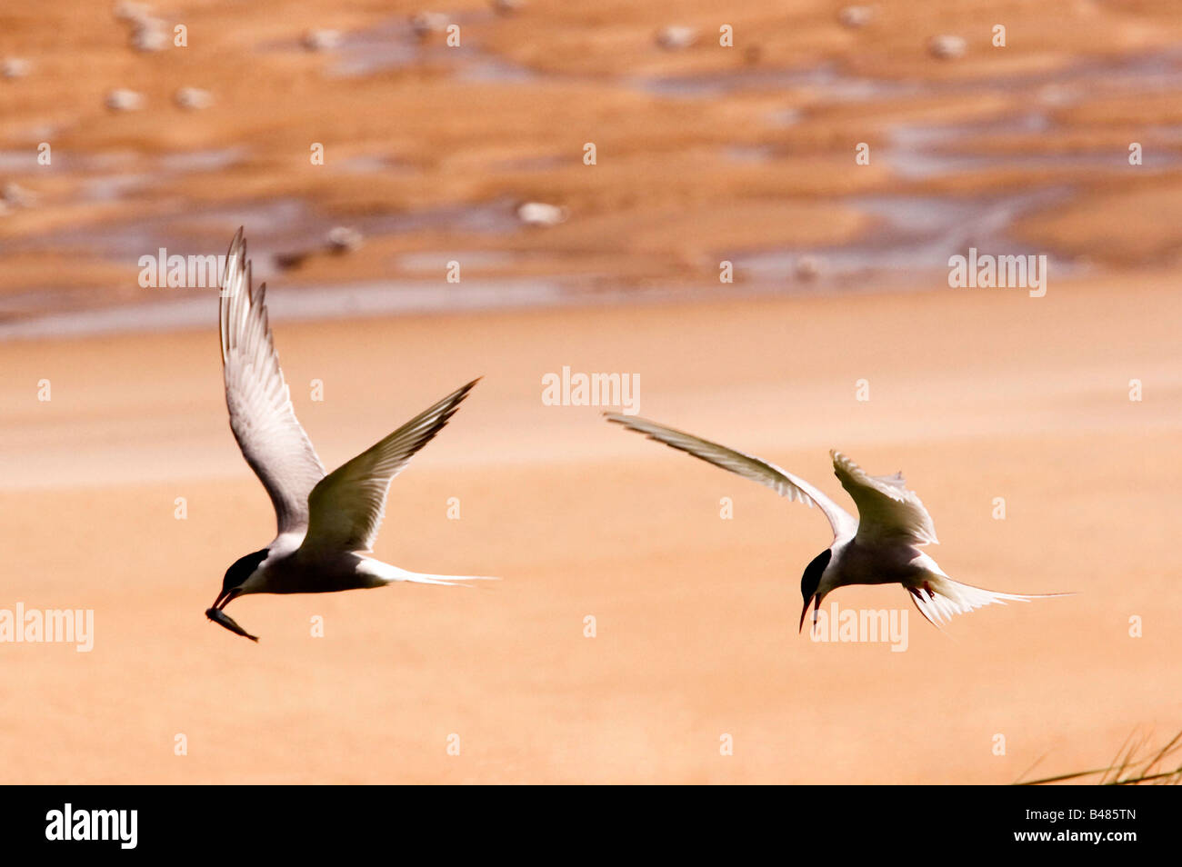 Arctic Terns in flight Sterna paradisaea Stock Photo