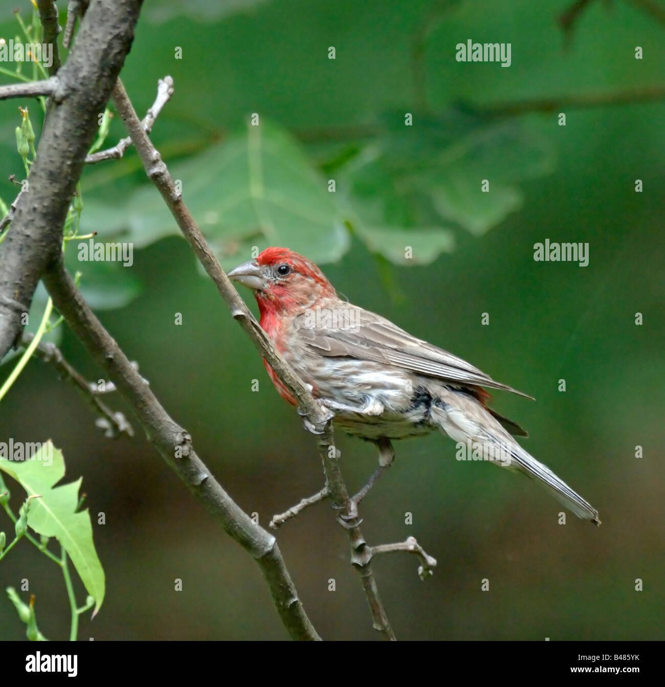 Song finch hires stock photography and images Alamy